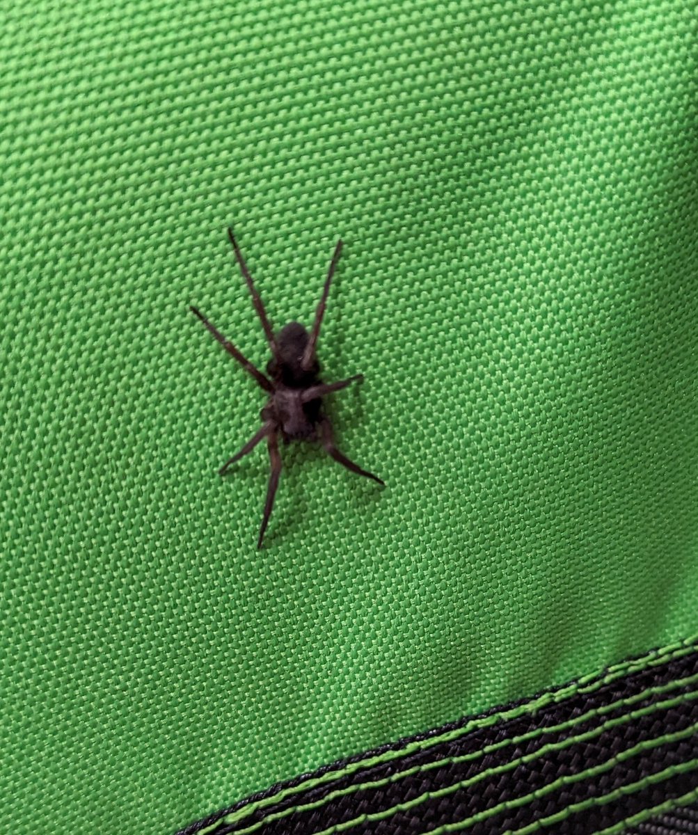 paucasdo's tweet photo. Hola @Arachno_Cosas , nos encontramos está araña en la Cdmx, es de IM? https://t.co/EYtFPSncUq