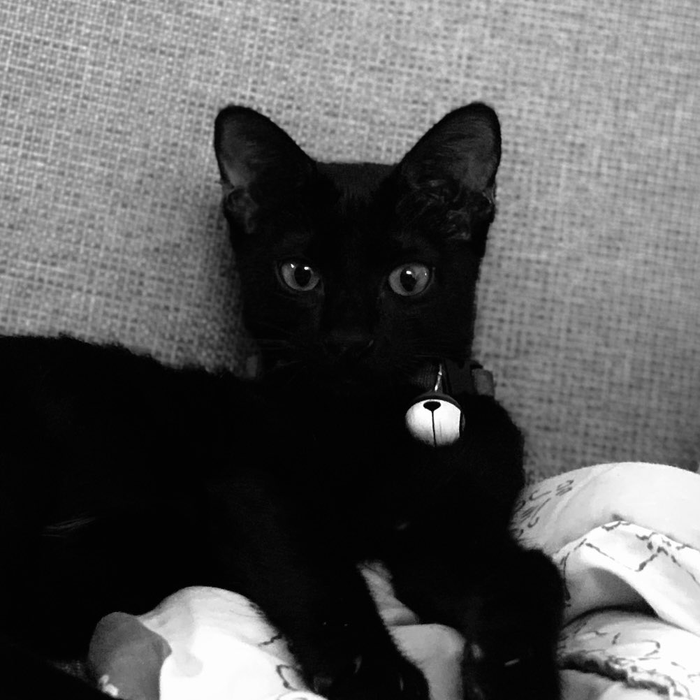 mvsik_al's tweet photo. Hi semua, panggil aku A. Iyeee, cuma A aja. Hehe aku kucing hitam loh. Ini fotoku pas msh gemesh: https://t.co/0TQFdrwOAz
