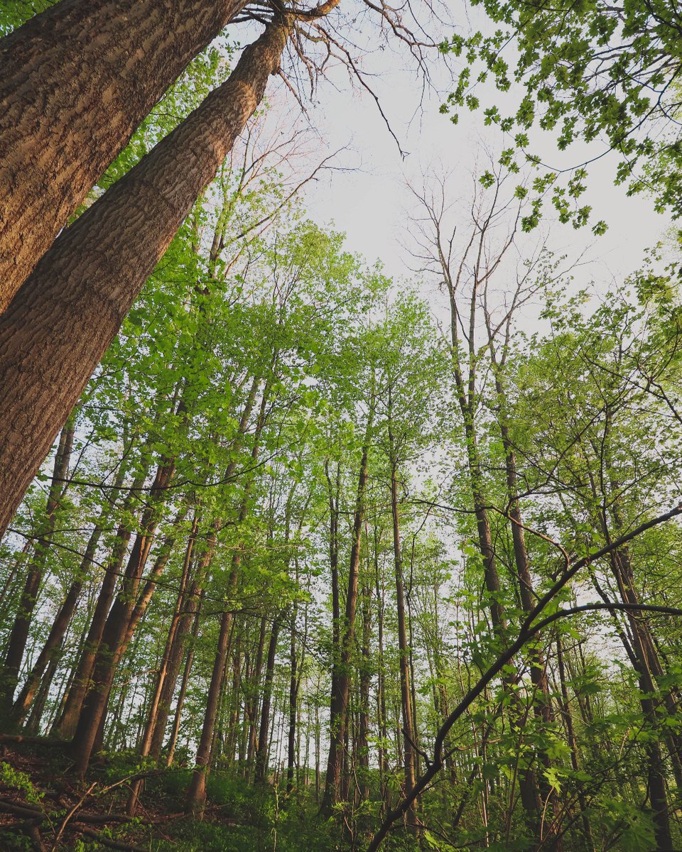 #DYK that you can be eligible for a property tax reduction in Ontario if you have a well-managed forest on your land?  <a href="/ONresources/">Ontario Ministry of Natural Resources</a> administers the Managed Forest Tax Incentive Program to support you in the stewardship of your forest! Learn more: ow.ly/7mLo50OXyWB