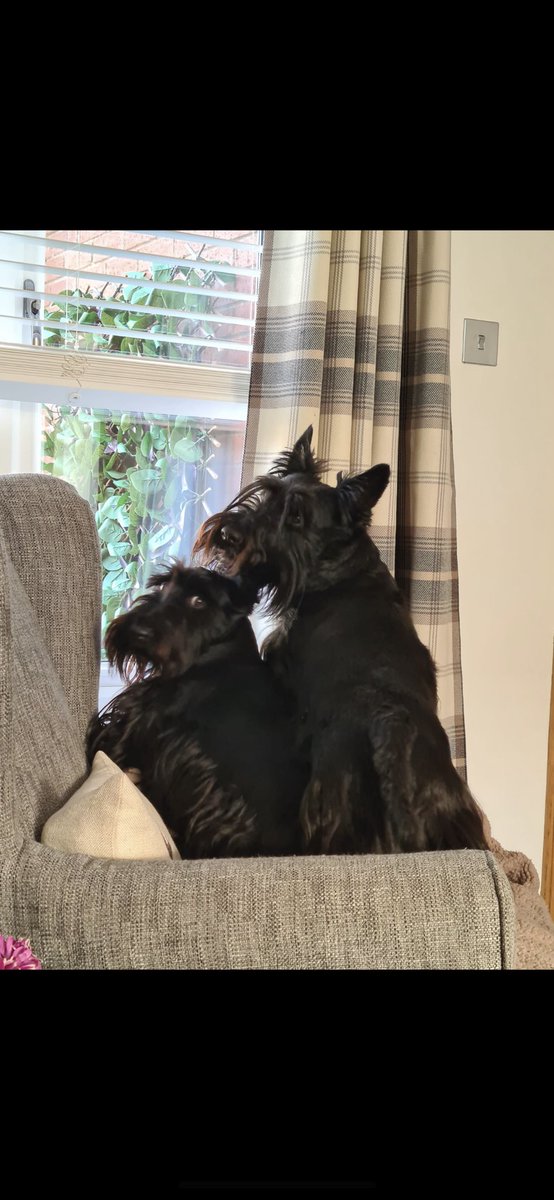 donnamx5's tweet photo. Sorry can’t talk now. We’re on guard duty. 😂 https://t.co/knjrqCgGJq