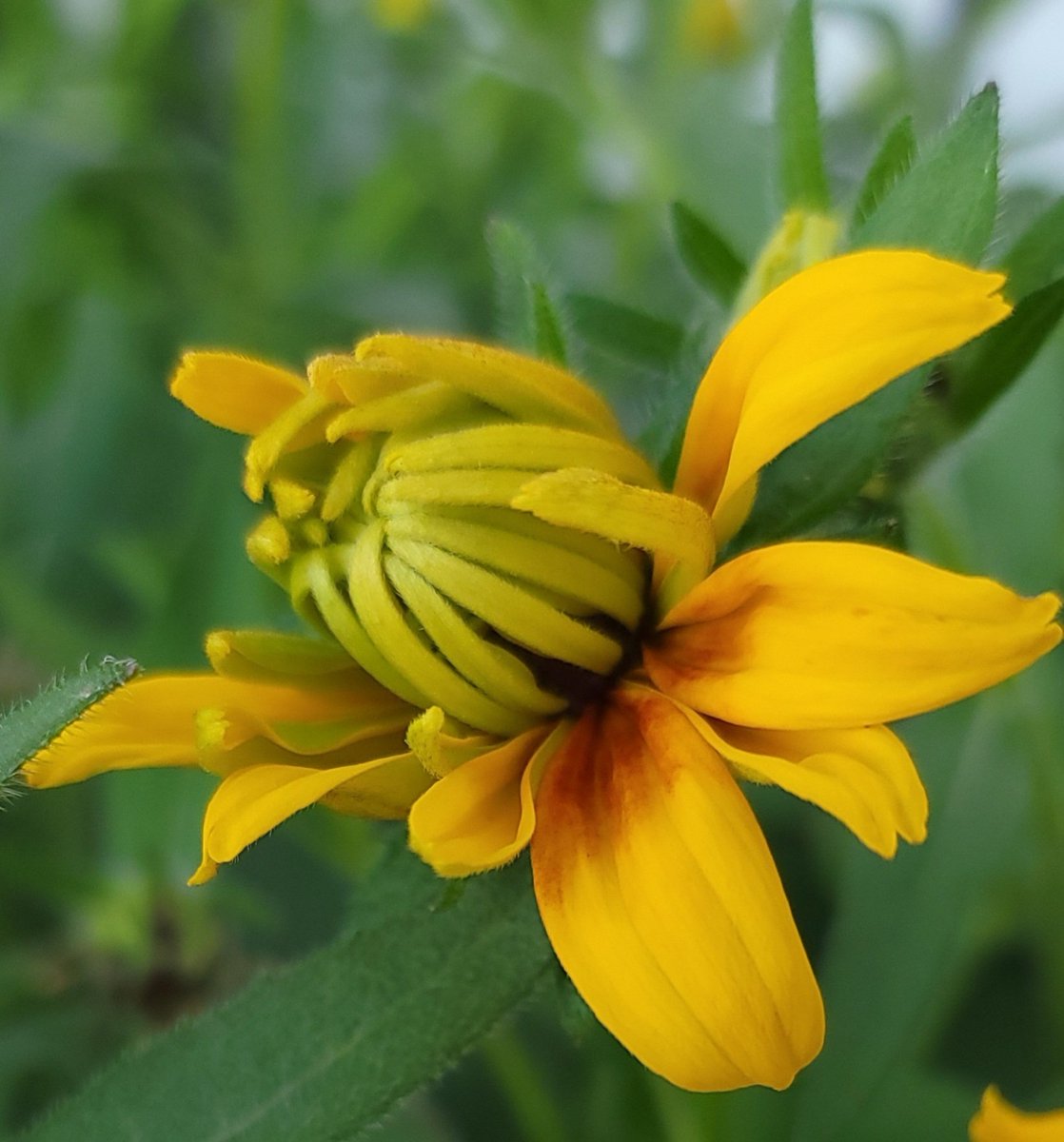 Be open to the possibilities. #MondayMotivation #Flowers #PositiveVibes #JoyTrain