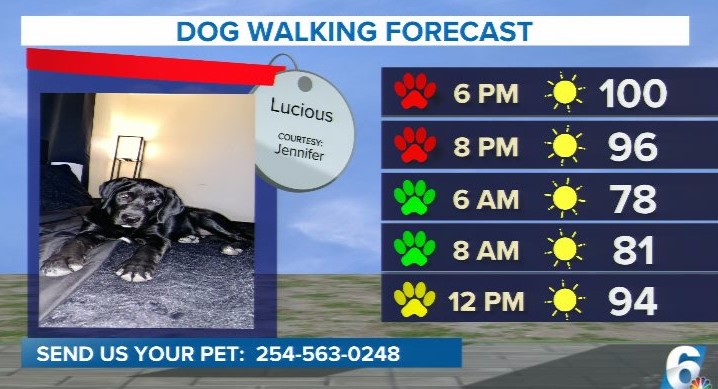 Paws will need to be protected this afternoon!