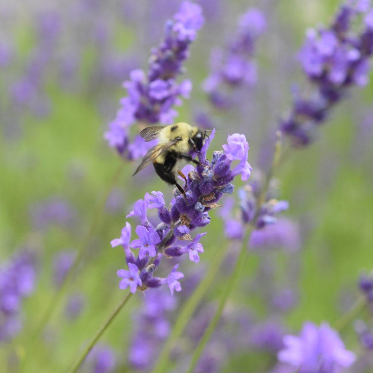 queensbotanicl's tweet image. Some friends visited the Garden last week for #PollinatorWeek2023! Thanks to all our pollinators for helping our Garden grow 🐝

The conservation of pollinators and their habitats can help combat climate change by supporting healthy ecosystems, air, soil, water, and plants! 💛