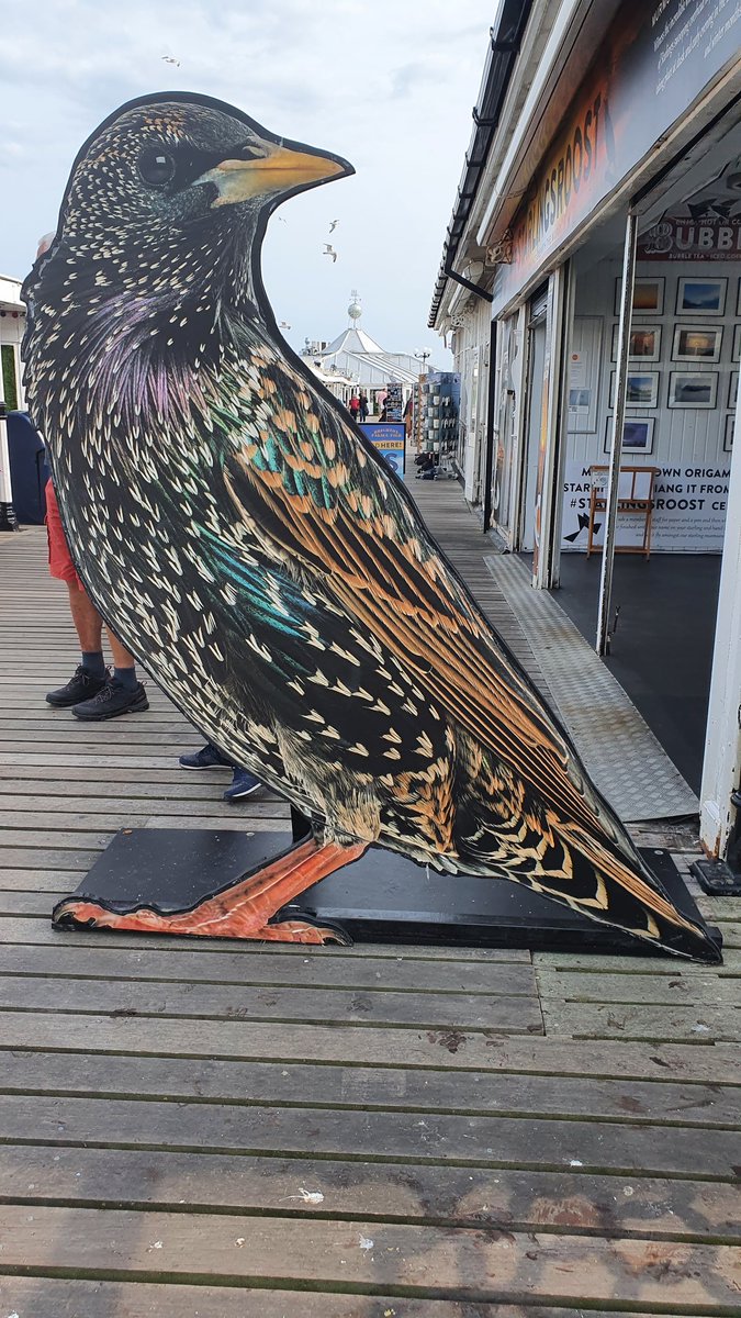 Beth Thomas tweet media