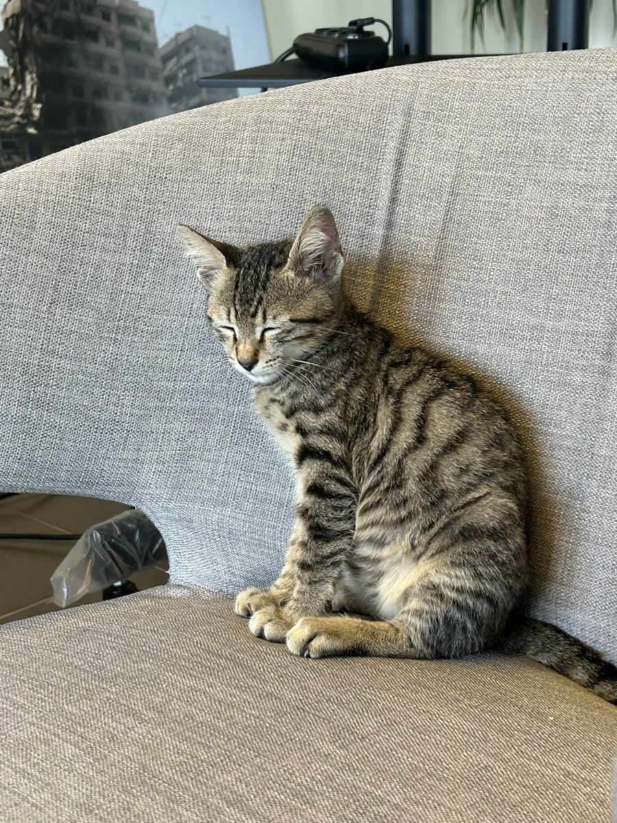 SimoneCasabian1's tweet photo. At #icrc_lb we mostly support people, but sometimes we #rescuecats
#cuteness never harmed anyone, neither does #Kindness 😻 https://t.co/IOggj4aRjL