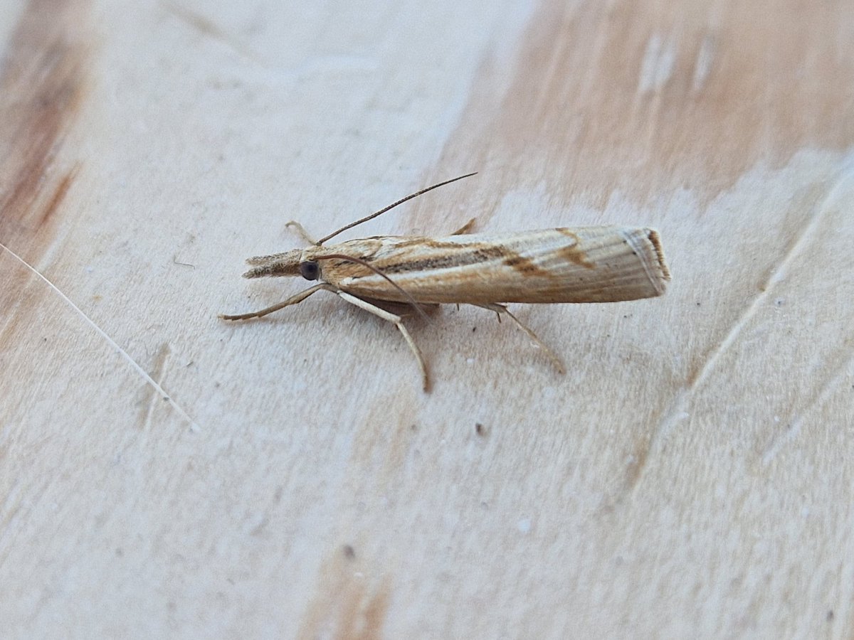 Pleased with this moth trapped at Bakkasetter last night: Pediasia aridella, only the second for Shetland (first was in 1996). It's almost certainly come from Scandinavia!