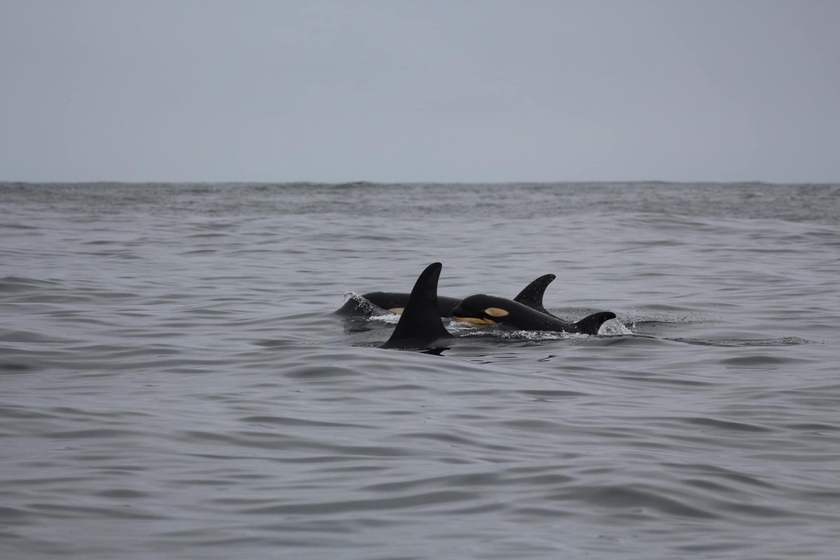 Some exciting—and hopeful—news this #OrcaActionMonth! The Center for Whale Research has shared photos of what appears to be a new L pod calf. 🖤

Last week, the Center was alerted to a photo by Howie Tom showing a calf with members of the L77 matriline. — 🧵