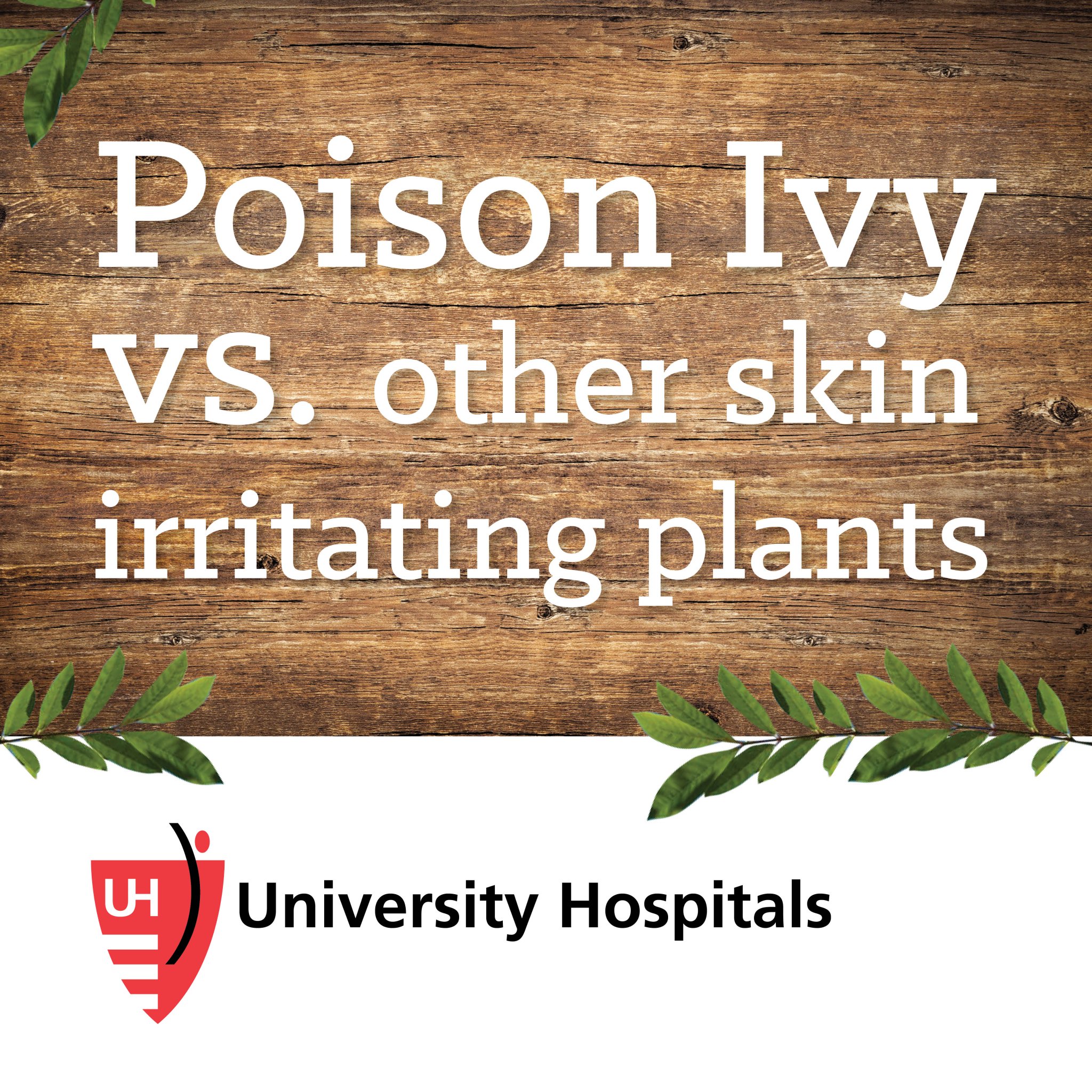University Hospitals on Twitter "Poison ivy, sumac and oak all contain