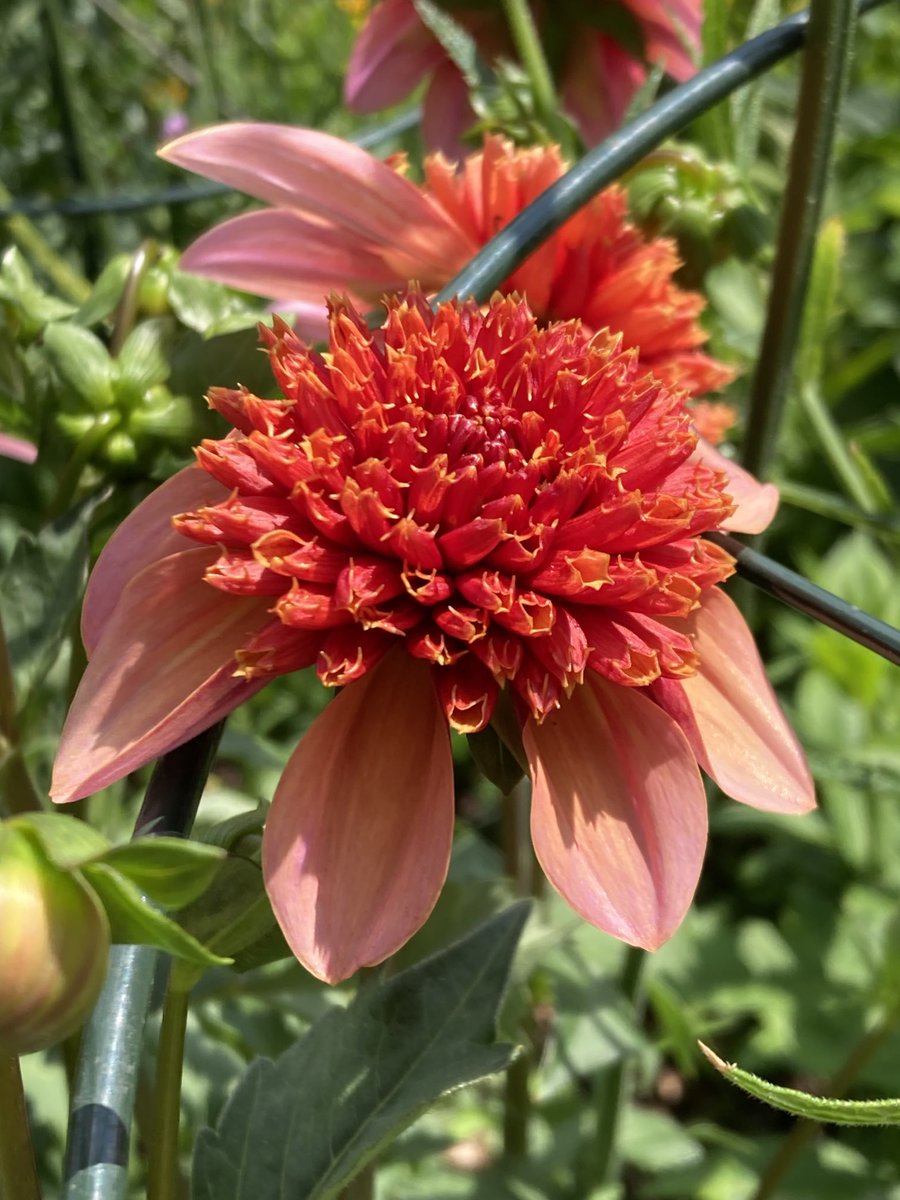 #dahlia ‘totally tangerine’