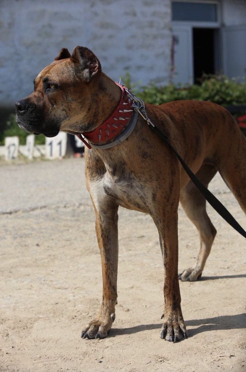 The Alano Español were brought by the Alans to Spain during the great resettlement of peoples.

Now this breed is actively bred in the Republic of North Ossetia-Alania and Spain.