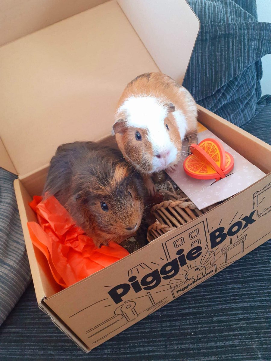 @TryPiggieBox our piggies love their new box 🥰 x