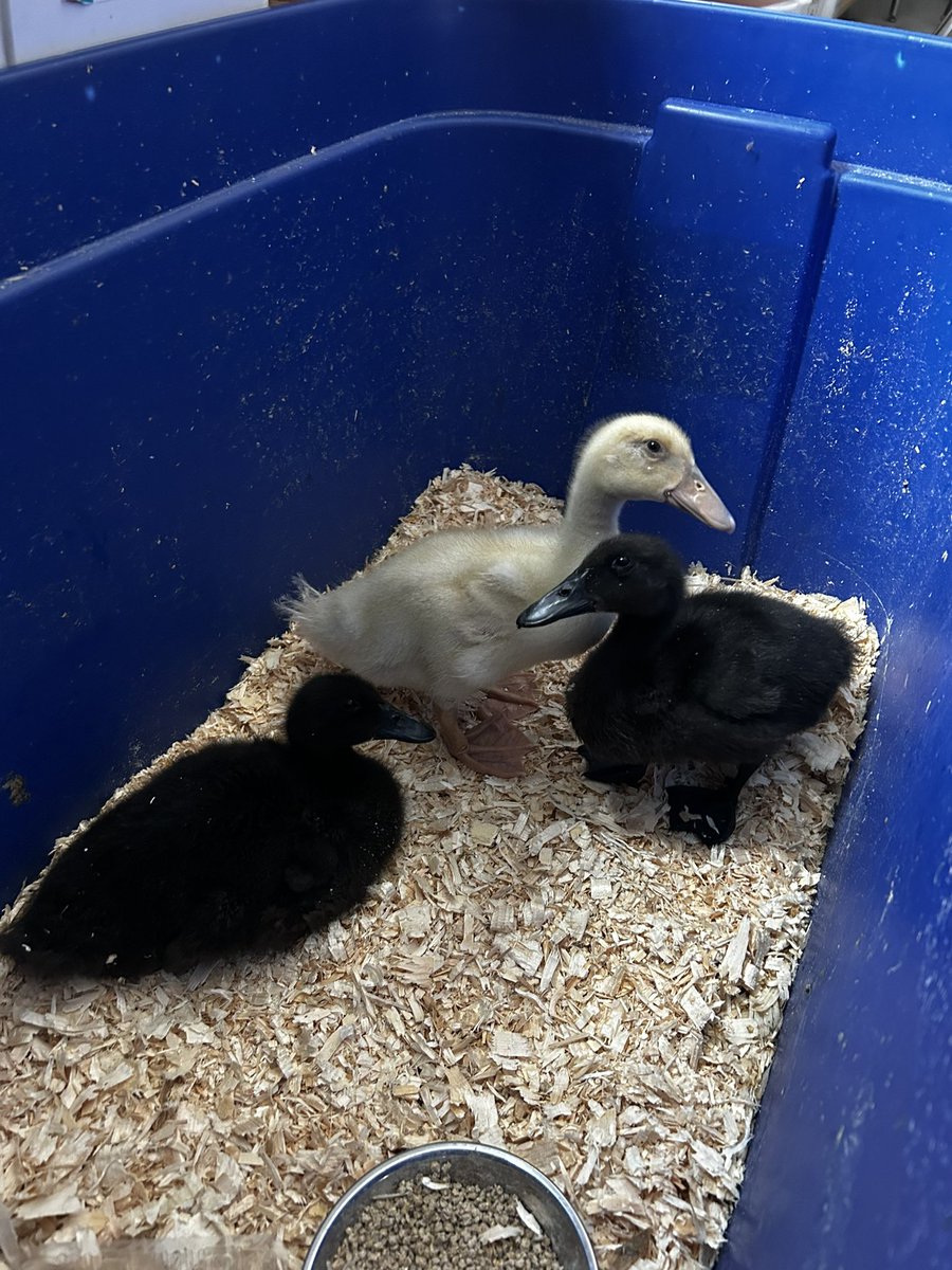 Mrs Schade tweet media