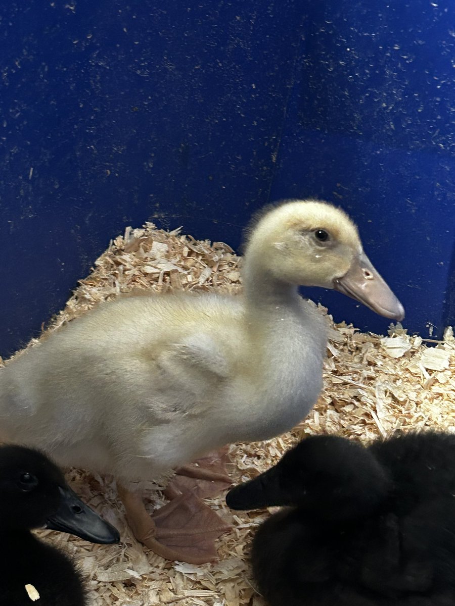 They are growing up so fast 🐤🐤