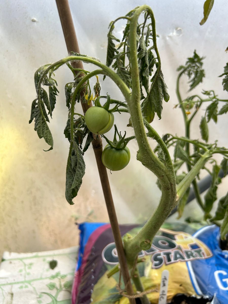 Hendre Juniors π (@hendrejuniors) on Twitter photo Look at all of the delicious produce growing in our Hendre Garden, tomatoes π
, cucumbers π₯, peas π« and runner beans π«. We canβt wait to try them , flasus iawn πππ <a href="/nurtureuktweets/">nurtureuk</a> <a href="/WG_Education/">Welsh Government Education</a> <a href="/EAS_Equity/">EAS Health, Wellbeing & Equity</a> Look at all of the delicious produce growing in our Hendre Garden, tomatoes π
, cucumbers π₯, peas π« and runner beans π«. We canβt wait to try them , flasus iawn πππ <a href="/nurtureuktweets/">nurtureuk</a> <a href="/WG_Education/">Welsh Government Education</a> <a href="/EAS_Equity/">EAS Health, Wellbeing & Equity</a>