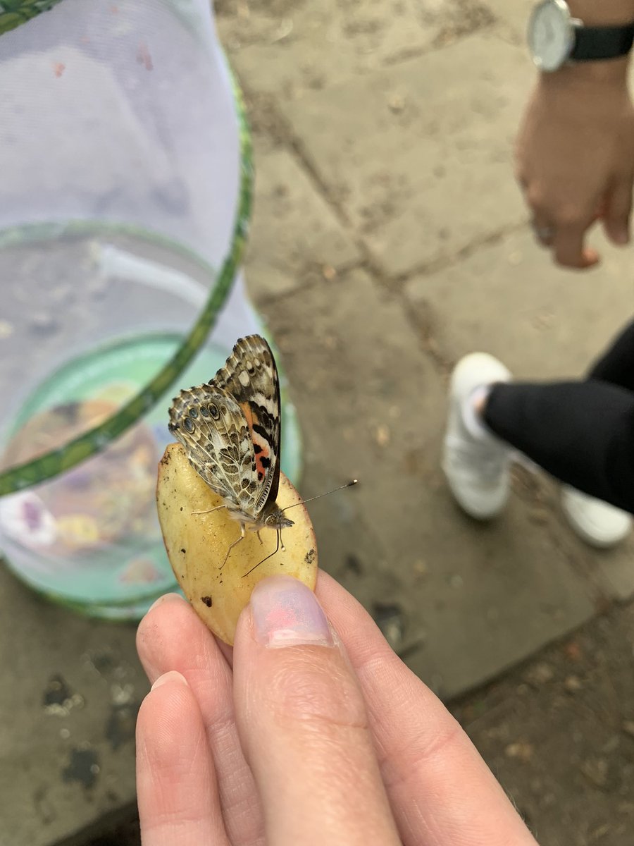 BradwayFS2's tweet photo. Today we released our butterflies 🦋 https://t.co/UrY20Lfy3k