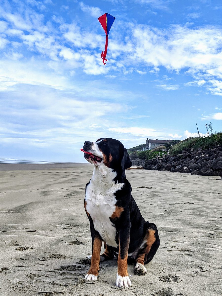 🎉 Drumroll, please! We are thrilled to announce the winners of last weeks Dog Days of Summer Photo Contest....congratulations! 📸 A BIG thank you to everyone who entered & shared pics of their pups living their best summer lives with us 🐶💕