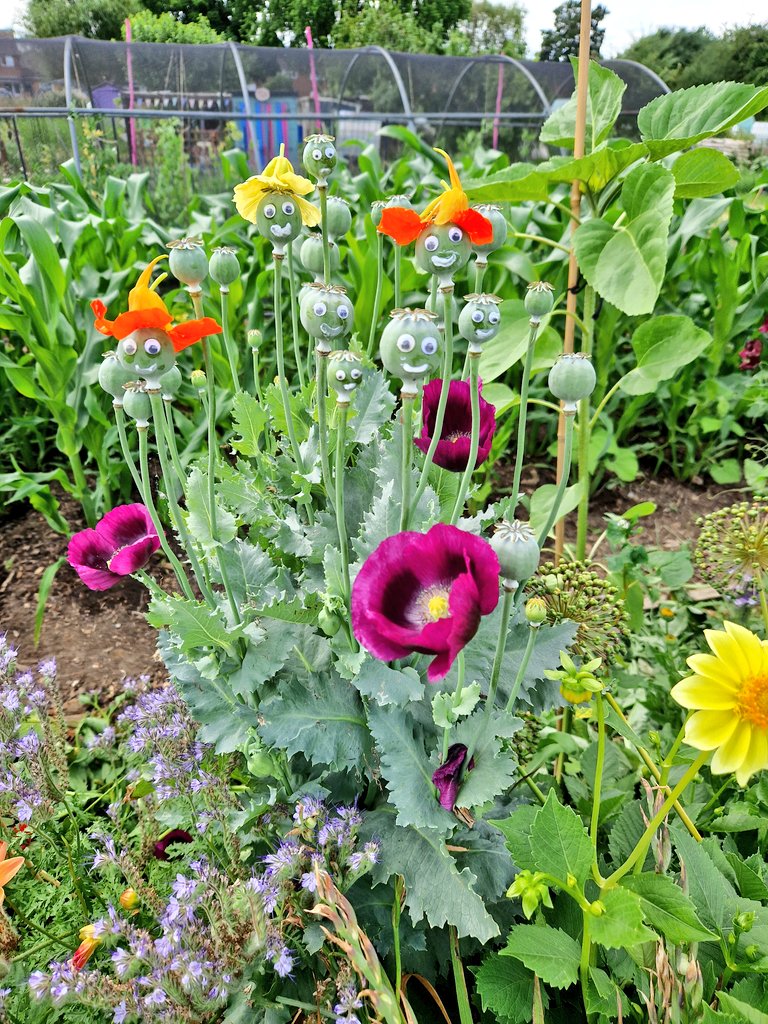 🌱Greedy_gardens 🐞🐝🌻🌷🪻🍓🍆🥕🌽🥒🥦🧄🧅🫛🍅 tweet media