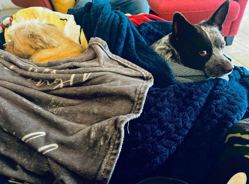 fema's tweet image. Sean Doyle, an Environmental Protection Specialist from @FEMARegion6, has a terrier with a heart condition and a blue heeler with physical disabilities. To keep his pups safe, he always has meds, go bags, supplies, medical records, and more.

#PetPreparedness
#IAMFEMA