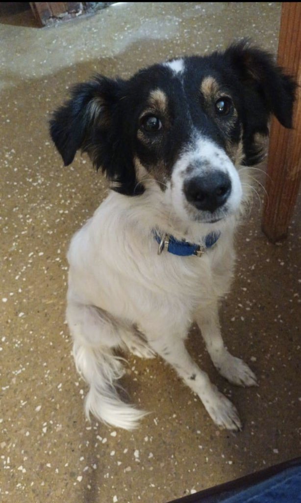 Se llama Chichita, tiene 7 meses y es una cachorra divina, dulce y súper compradora 
Merece tener una familia que la ame mucho, te animas a que sea parte de la tuya? Vive en carlos Casares pero llega a todos lados 🙌
Se lleva con otras mascotas 
Rt x favor