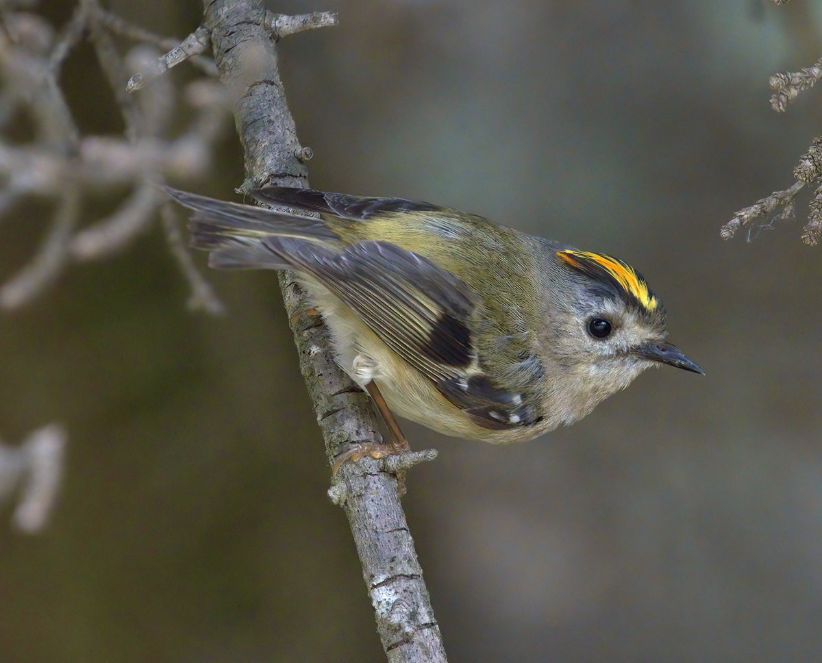 Goldcrest today. Greenwich Park