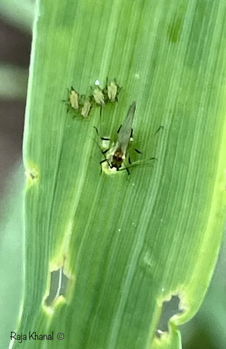 Aphids in barley plots this morning. Are they two different types?