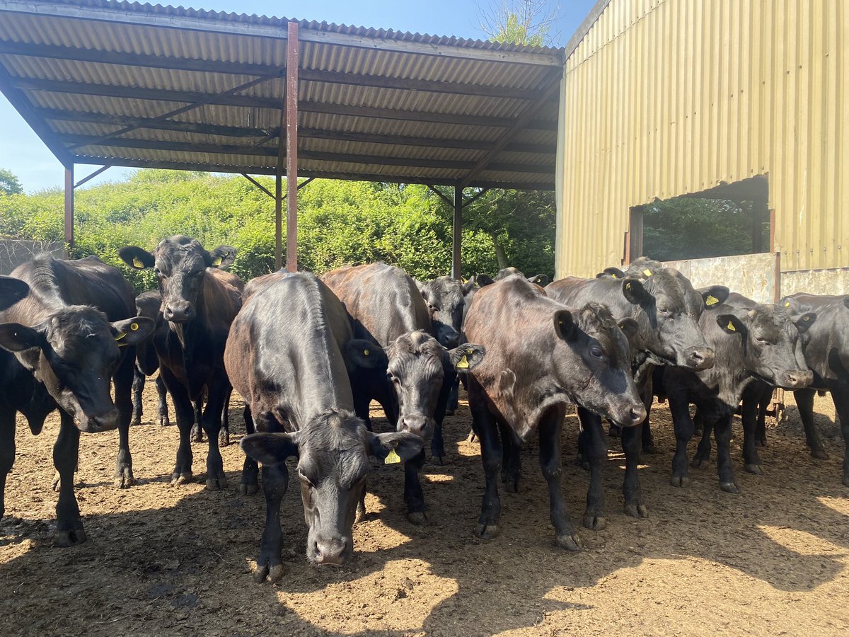bethhowells8's tweet photo. I have been rather quiet on here recently but by no means in reality! I have joined @BladeFarming! Get ready to see some black beauties in the foreseeable future! #angus #integratedbeef π₯© https://t.co/JOyhzgU1sh
