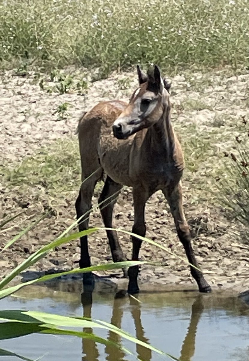 Camargue