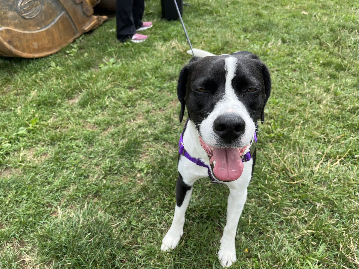 philgianficaro's tweet photo. Trace says: 
“My owners held groundbreaking today to expand their dog training and boarding business in Alburtis. Cold Nose Lodge will serve the canine community better than ever.”
Go to https://t.co/6nzxPclg1t later today for full details.
@LVNewsdotcom https://t.co/vJLet9kHbK