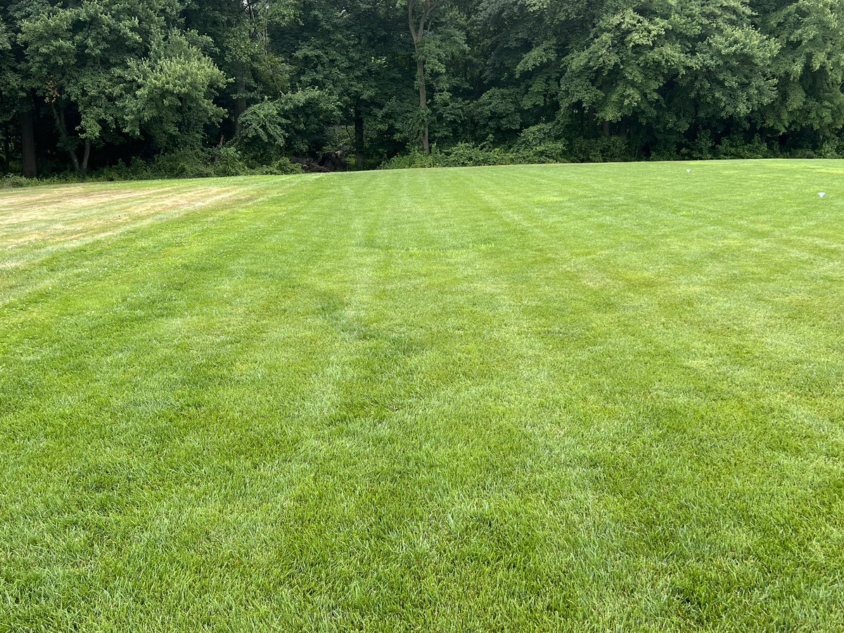 Fereshteh Shahoveisi on Twitter "Fairy ring on tall fescue after a few