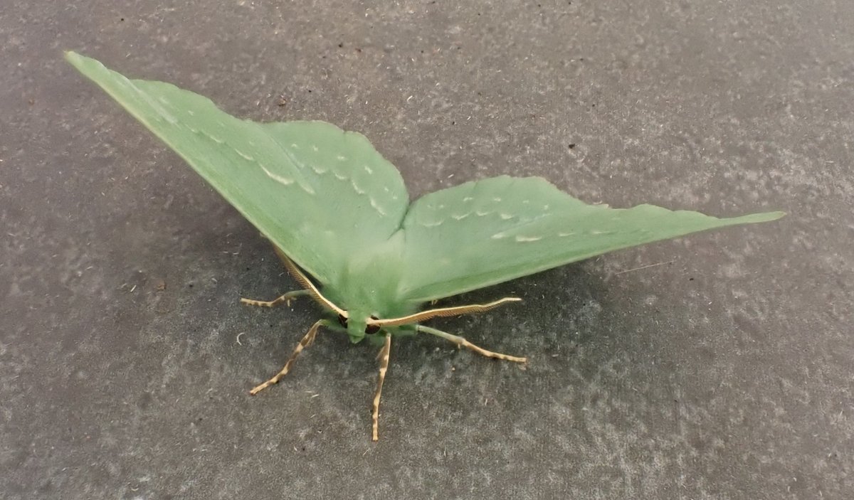 Fantastic 'does what it says on the tin' moth this morning - Large Emerald (the Type species for the geometridae) - it's... well, large and emerald-coloured 23mm FW by my reckoning.  Not a common moth in my garden @CAnderson1001 @Cambsmoths @bc_cambs_essex