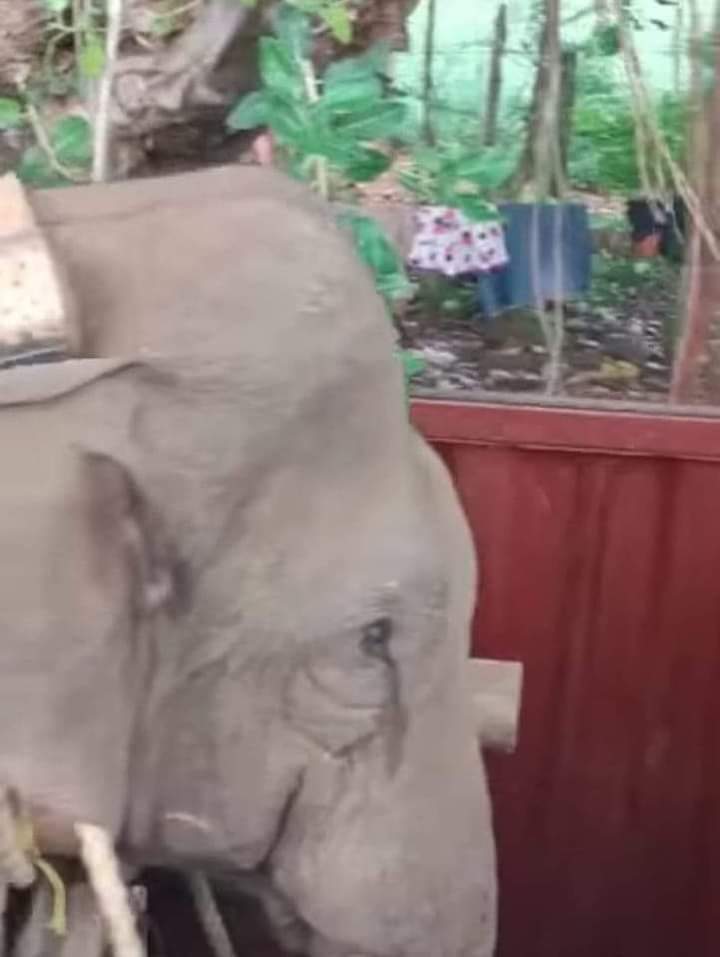 New history of brutal capturing-wild elephant was tranquilized and captured at night. No medical report before second tranquillization within 30days. 300 mission team,5 trained adivasies to find out the elephant from the forest,Food trap to attract the elephant to the missionarea