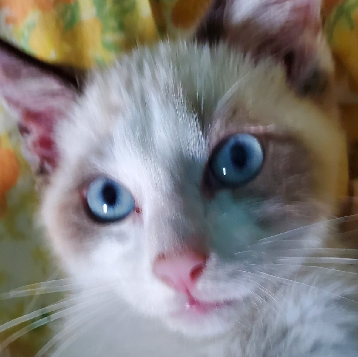 hollycmcdonald's tweet photo. @rickygervais @ASPCA #ghostkitty another rescued to re-home failure. She's a loving cuddle bug ๐โค https://t.co/CieTncwXeo
