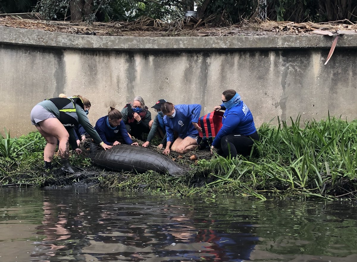 The Florida Manatee population is greatly impacted by seagrass loss. They consume about 100 pounds of seagrass a day, and this staple food is now scarce. Nearly 2,000 of them died in the last two years, most from starvation.  #WetTribe #TidetotheOcean #ManateeMonday