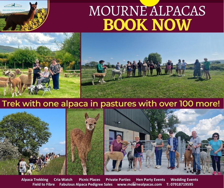 MourneAlpacas's tweet photo. Fantastic team and group experiences at Mourne Alpacas - https://t.co/0wGplJfMhv https://t.co/L7vvbsYHAn