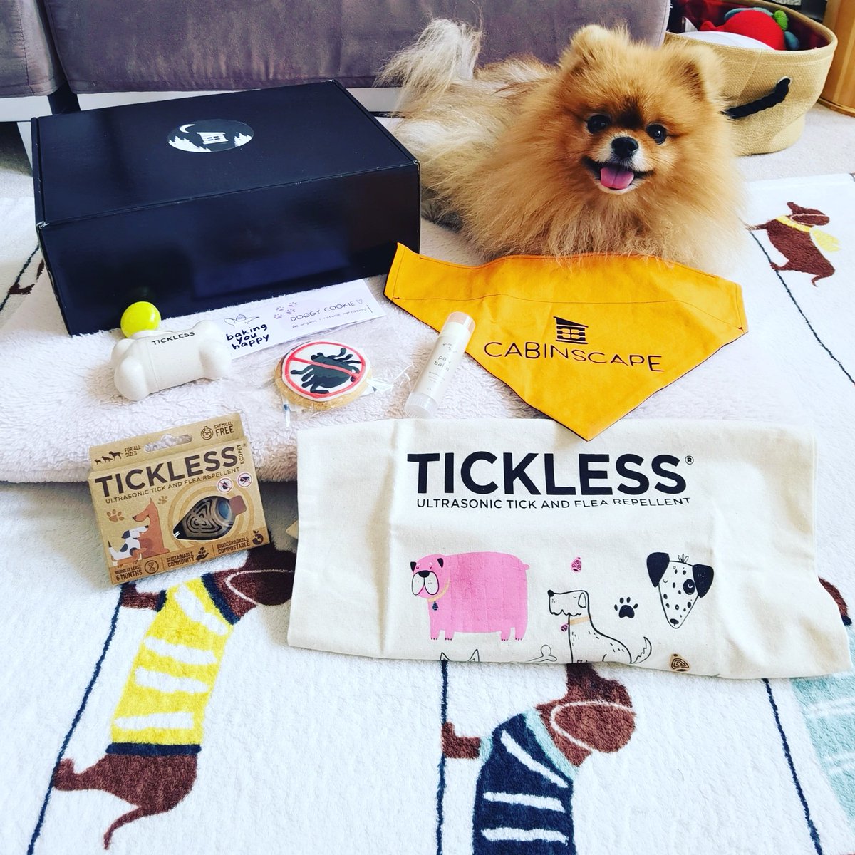MoVernie's tweet photo. #PortiathePom is all happy after unboxing the #ticklesscanada x @cabinscape Paw Care Package!

[SPONSORED]

#ticklesscanada #tickless #cabinscape #portiathepom #portia 

#carepackage #unbox #unboxing #gifts #petgifts #doggifts #gifts #happydog #dogs #dog #pomeranian #pompom https://t.co/zqCxUFsE9V
