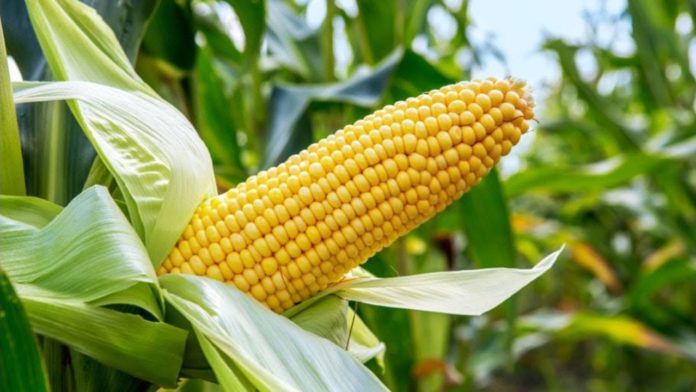 It's Maize 🌽 Planting Season and a lot of our Farmers need Good Agricultural Practices to be successful this season

I'll be giving GAP tips on Maize Production everyday for the next 2 months

The Hashtag will be #NaijaFarmerMaizeGAP 

Like and comment if you're excited 😊