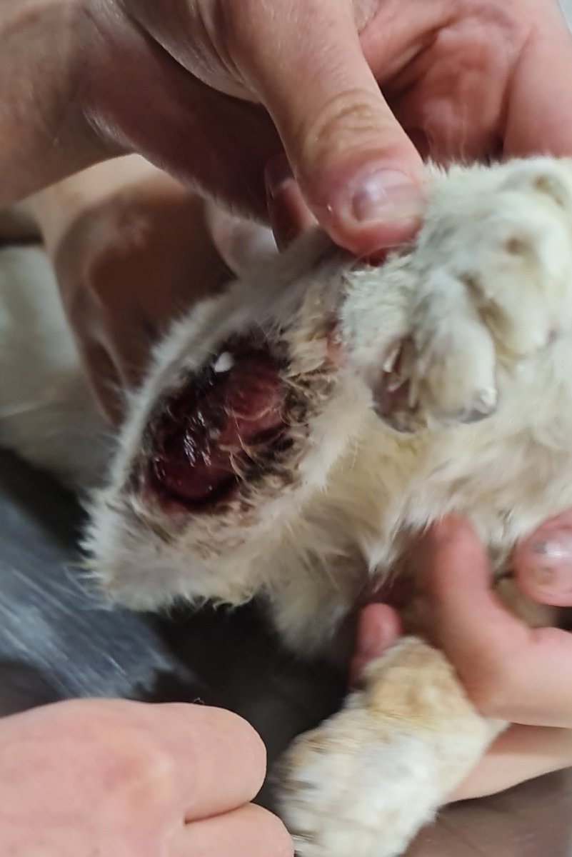 POCKET CHANGE WEEK 4 SAMSON🪙

SURGERY SCHEDULED
Sat 1st will be Samson's surgery. The wound on his leg will be reconstructed &amp;closed. Also removal of all his teeth
2 major surgeries 

Please help with anything you can. Every dollar counts right now

Paypal.me/catswithnohope