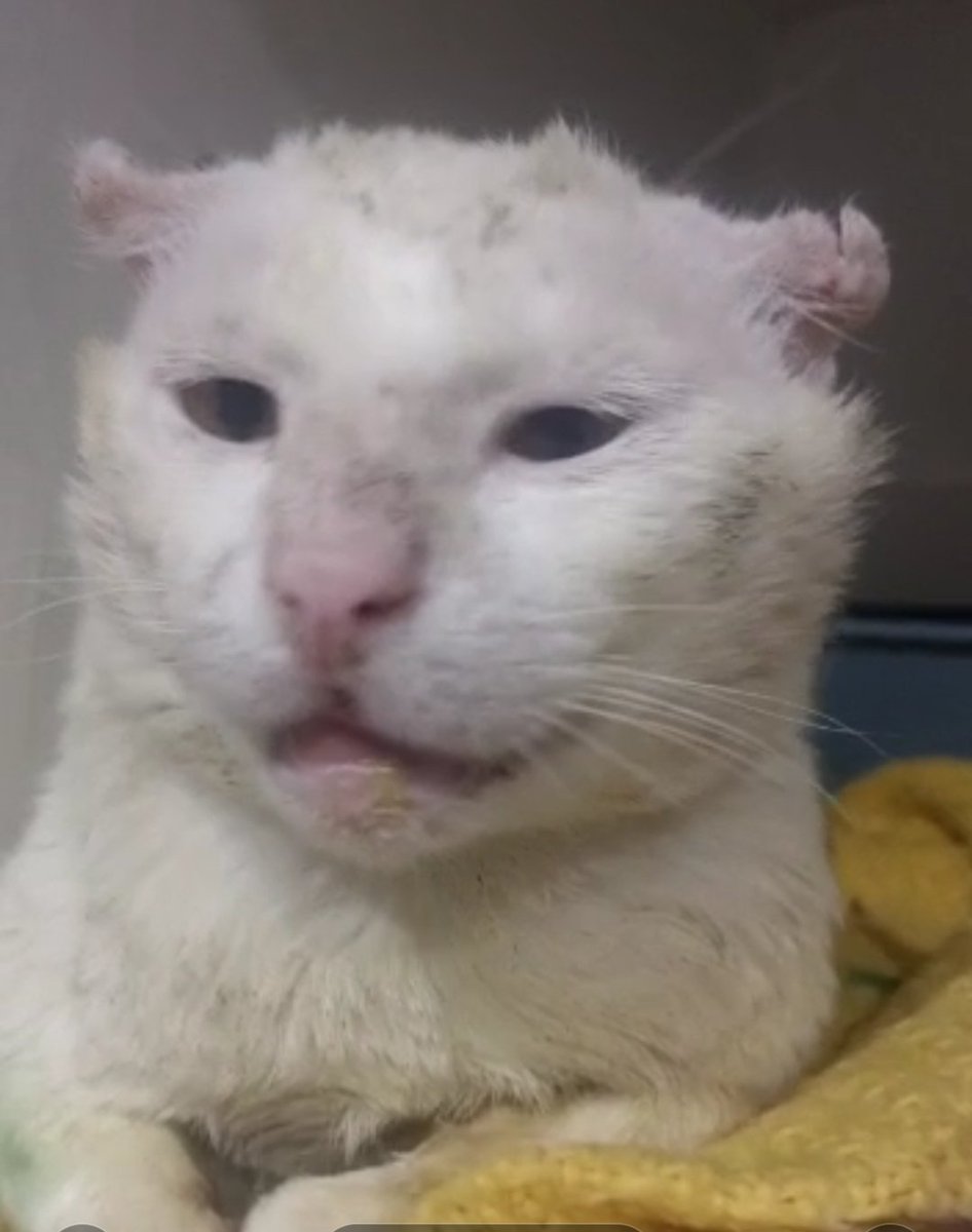 catswithnohope's tweet photo. POCKET CHANGE WEEK 4 SAMSON🪙

SURGERY SCHEDULED
Sat 1st will be Samson's surgery. The wound on his leg will be reconstructed &amp;closed. Also removal of all his teeth
2 major surgeries 

Please help with anything you can. Every dollar counts right now

https://t.co/4YXdAdk48Y https://t.co/uV8S4CupmT