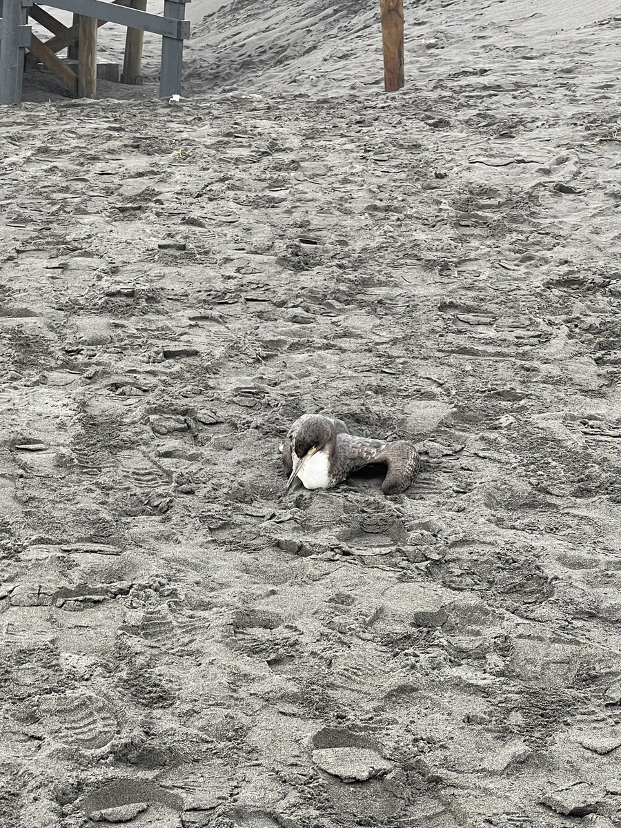 jppbgv's tweet photo. Cormorán caminando errático y muy débil hasta que se desplomó en la entrada por la playa Marbella al humedal del Río Maipo. Posible Influenza Aviar! Mucha gente acercándose y muchos con perros domésticos @reddeemergencia @sitiodelsuceso @santodomingocl @MinagriCL @biobio https://t.co/tBlVcMP1ul