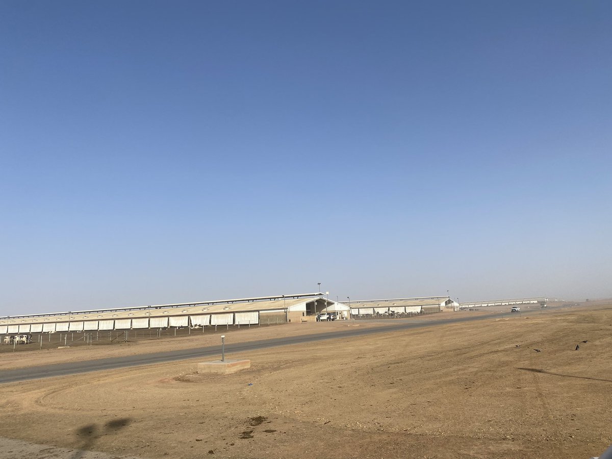 First month working in the desert completed ☑️ here’s to many more 🐄🇸🇦