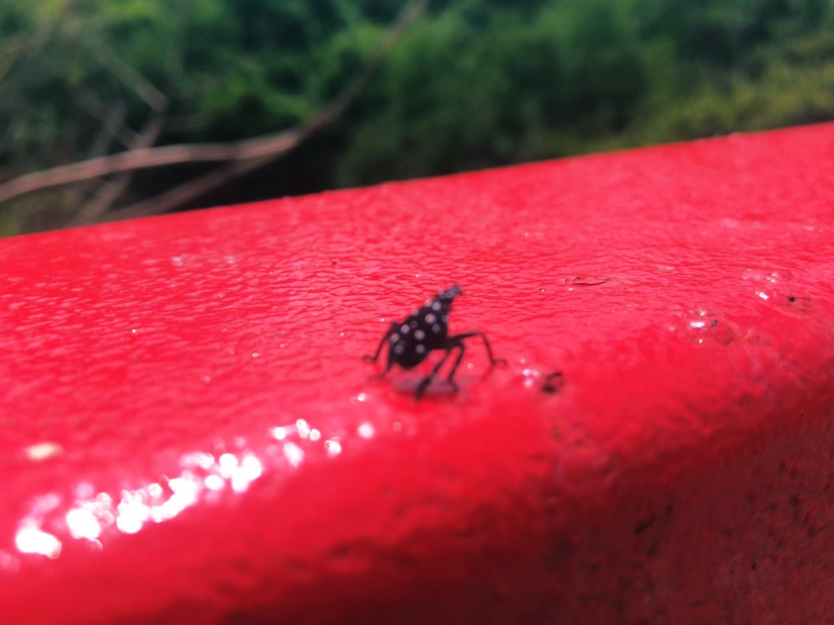 kevinfitz1's tweet photo. Look who’s back #spottedlanternfly #badbug #summer https://t.co/wJhLnPg1MH