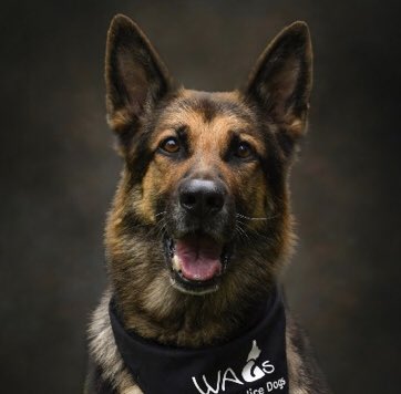 7 dog handlers from <a href="/wiltspolicedogs/">Wilts Police Dogs</a> have started a fundraiser for us!

‘Wiltshire's retired Police dogs have been helped on numerous occasions by the charity. Each handler will run 62 miles in July, a grand total of 434 miles between them.’ 
please visit: justgiving.com/page/the-dopes…