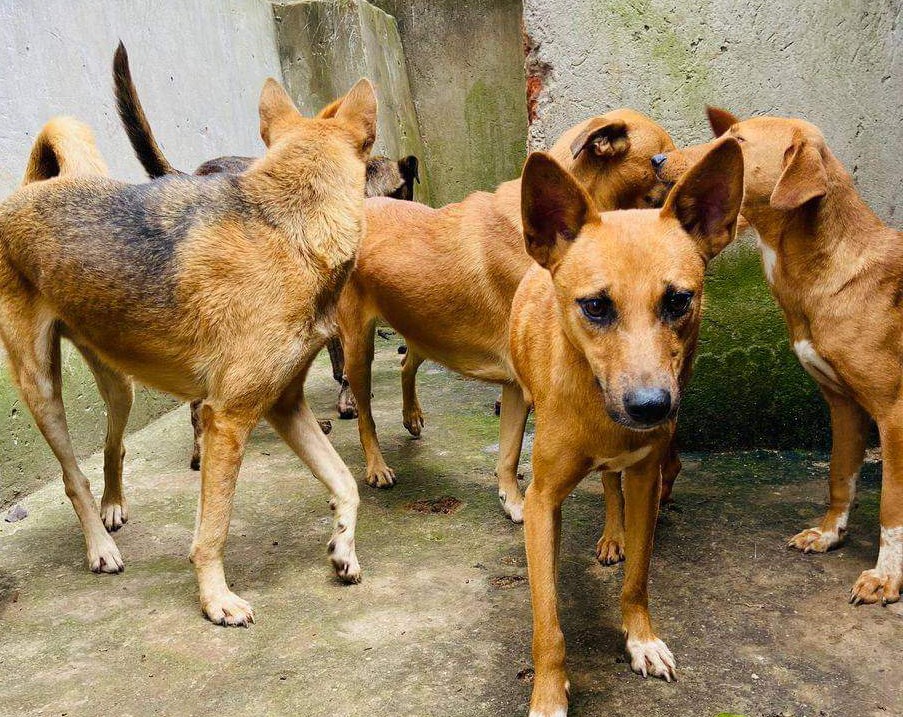 The  Ones who LOVE us ,

Never Really Leave us on street, they remain forever ♾️ in our Hearts 💕

Thank u Equal life 4 Animals Uganda for not leaving us on streets .❤️❤️❤️🥰🥰🥰🥰