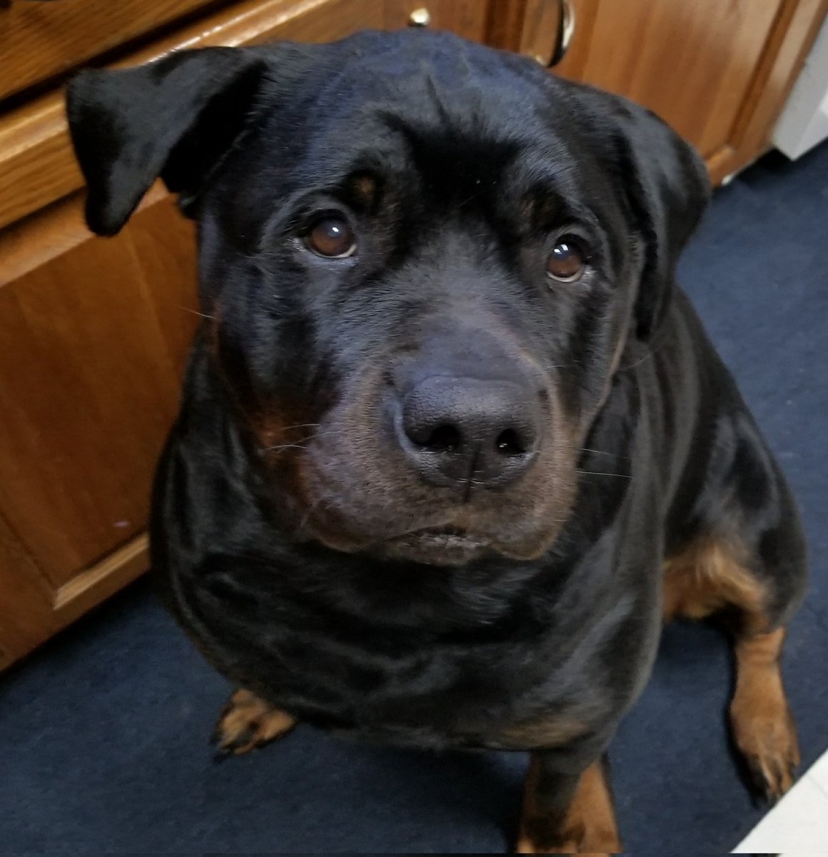 My sweetest girl in All the Land went #OTR🌈 this morning...my Brandi girl was the bestest girl ever❣😥❤🐶