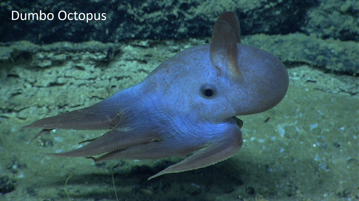 NOAA Ocean Exploration tweet media