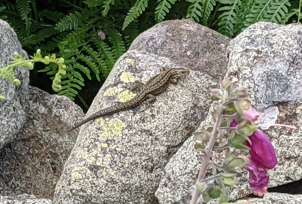 hazel_mount's tweet photo. Lizards everywhere on site today 😍 Now the temperature has dropped, lizards are basking again which they didn't have to during the heatwave 🥵
@LakesCumbria @ShowcaseCumbria
@CumbriaWeather @WestTourism
@CumbriaCrack @cumbriapictures https://t.co/c6lJr3oNWQ
