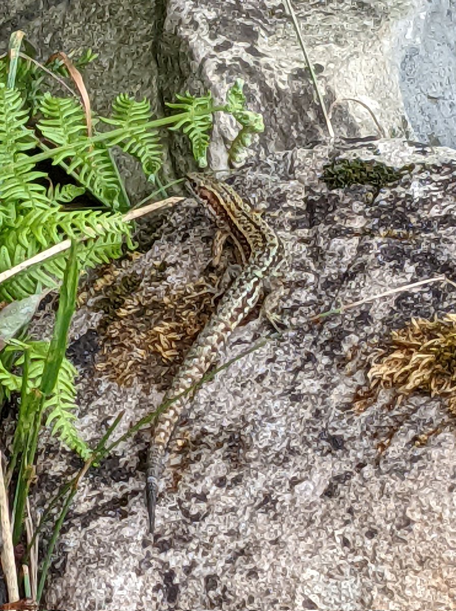 hazel_mount's tweet photo. Lizards everywhere on site today 😍 Now the temperature has dropped, lizards are basking again which they didn't have to during the heatwave 🥵
@LakesCumbria @ShowcaseCumbria
@CumbriaWeather @WestTourism
@CumbriaCrack @cumbriapictures https://t.co/c6lJr3oNWQ