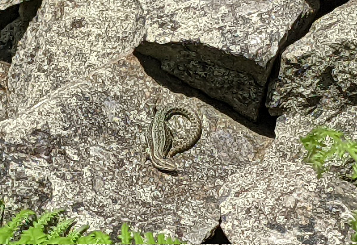 hazel_mount's tweet photo. Lizards everywhere on site today 😍 Now the temperature has dropped, lizards are basking again which they didn't have to during the heatwave 🥵
@LakesCumbria @ShowcaseCumbria
@CumbriaWeather @WestTourism
@CumbriaCrack @cumbriapictures https://t.co/c6lJr3oNWQ