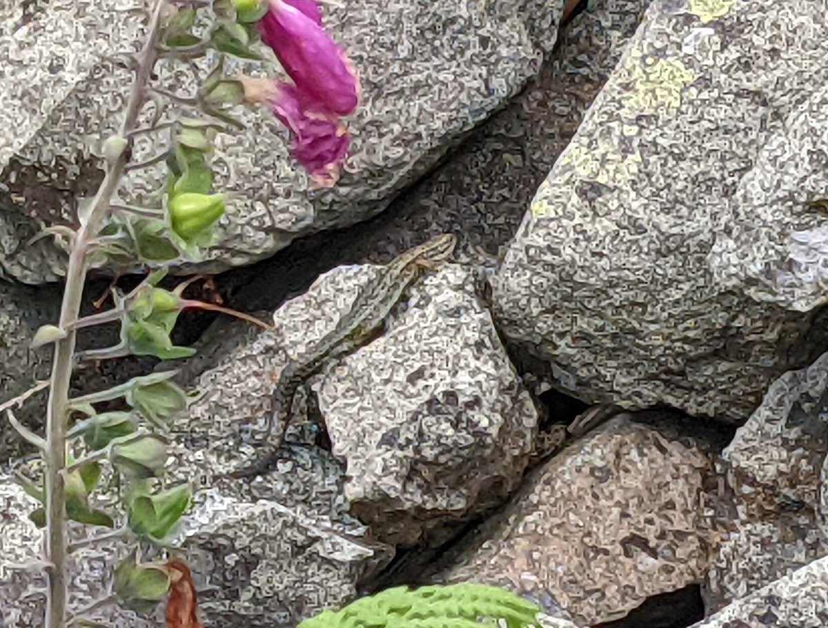 hazel_mount's tweet photo. Lizards everywhere on site today 😍 Now the temperature has dropped, lizards are basking again which they didn't have to during the heatwave 🥵
@LakesCumbria @ShowcaseCumbria
@CumbriaWeather @WestTourism
@CumbriaCrack @cumbriapictures https://t.co/c6lJr3oNWQ