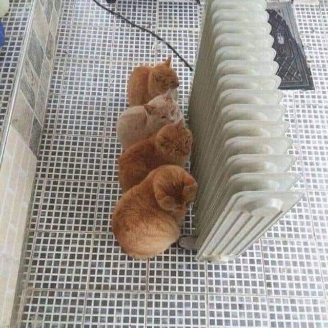 ShouldHaveCat's tweet photo. https://t.co/WyXwpedrXp